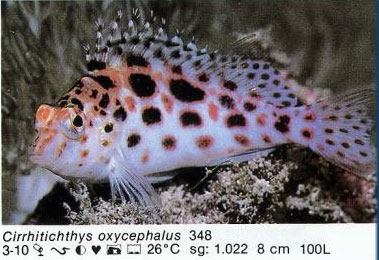 Cirrhitichthys oxycephalus